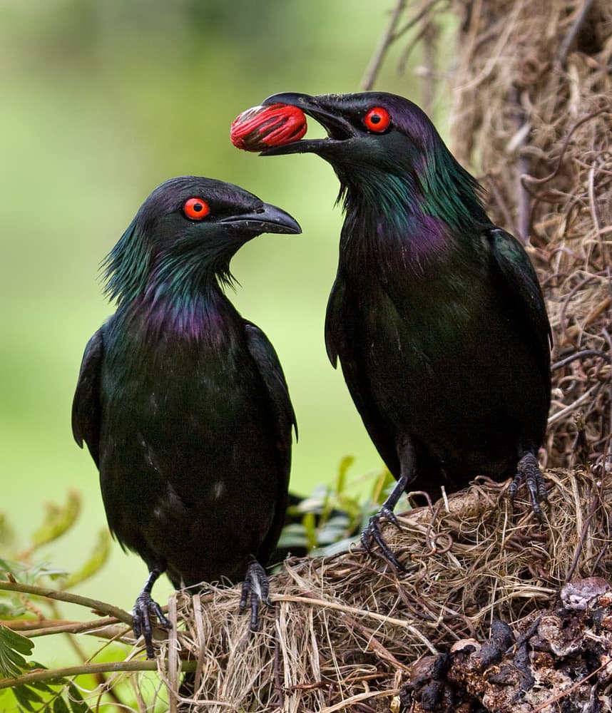 Red Eyed Birds Sharing Berry by Jacqueline Hammer — canvas wall art