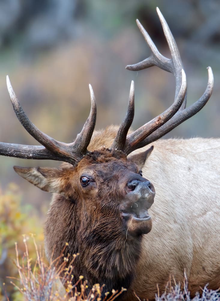 Majestic Bugling Elk by verdon — canvas wall art