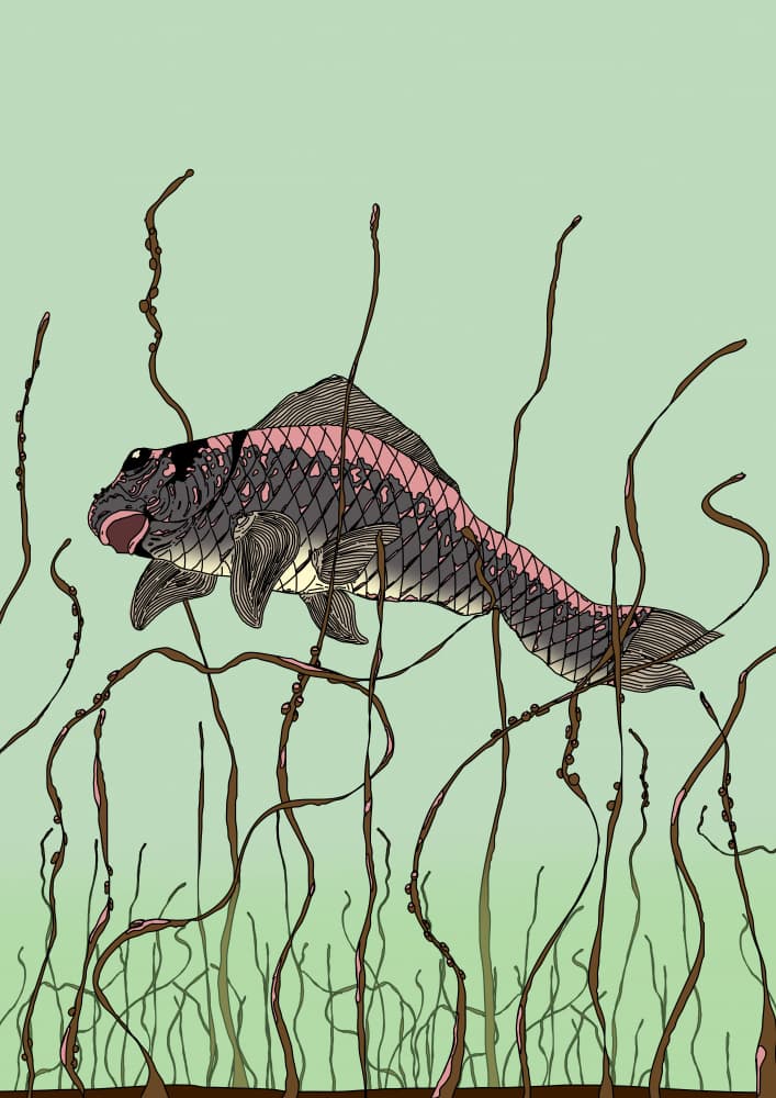 Pink Striped Freshwater Fish by Nicholas — canvas wall art