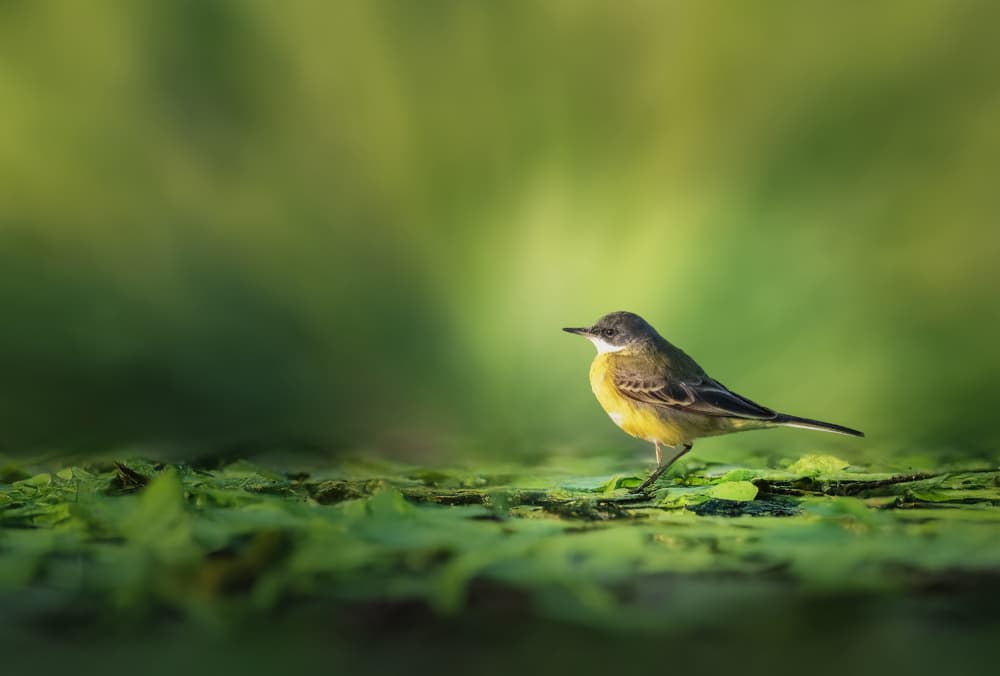 Yellow Bird Green Pond by Bassant Meligy — canvas wall art
