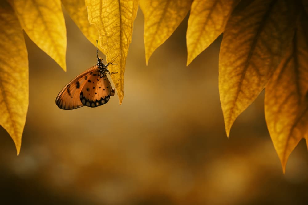 Delicate Autumn Butterfly by Edy Pamungkas — canvas wall art