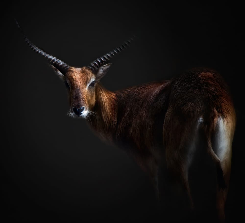 Majestic Antelope Gaze by Santiago Pascual Buye — canvas wall art