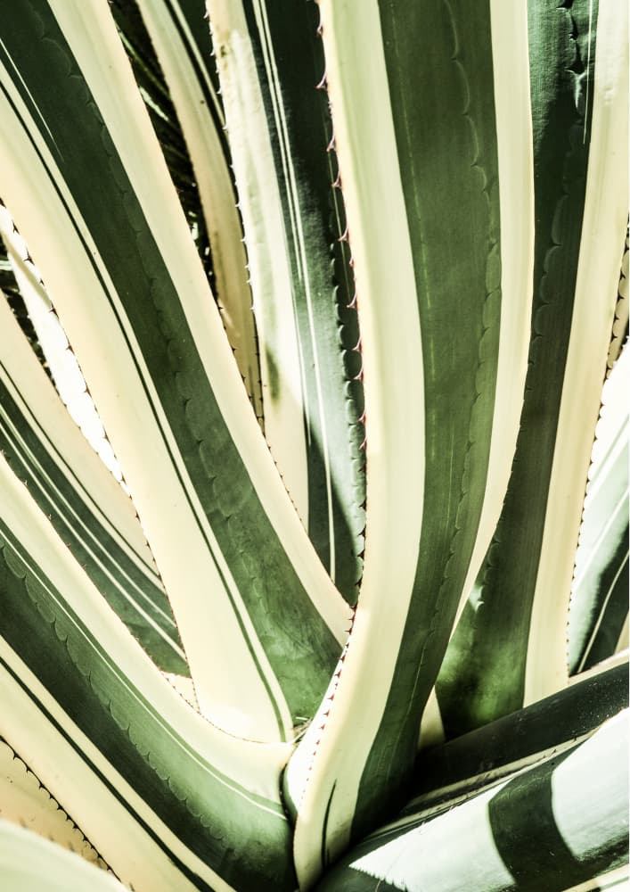 Succulent Symphony by Shot by Clint — canvas wall art