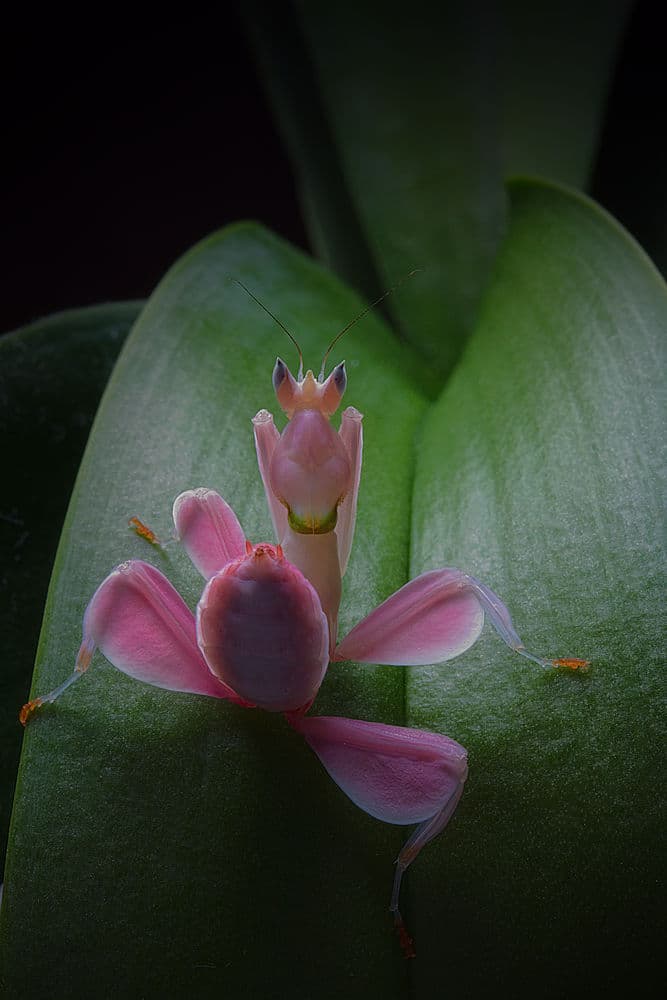 Pink Orchid Mantis by Jimmy Hoffman — canvas wall art