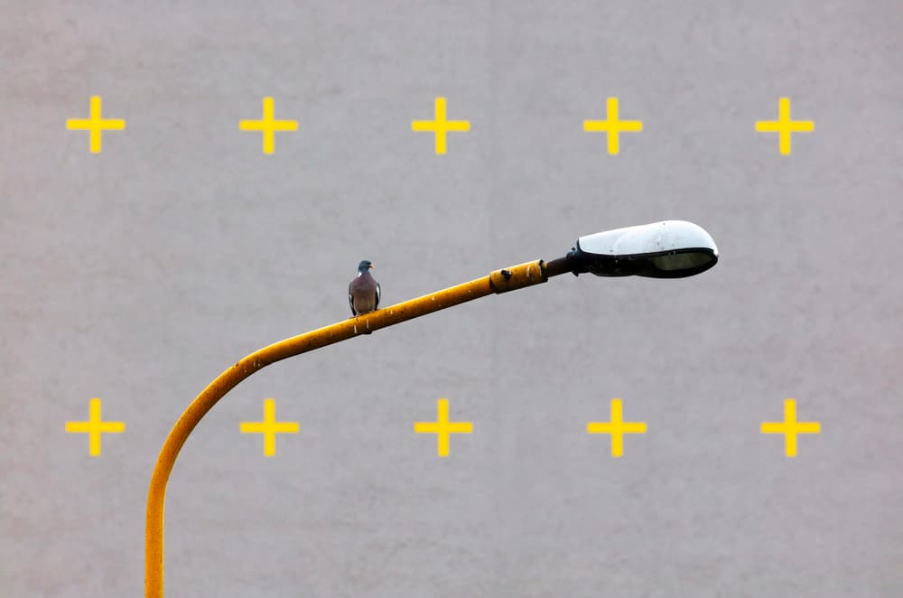 Solitary Bird On Streetlight by Peter Hrabinsky — canvas wall art