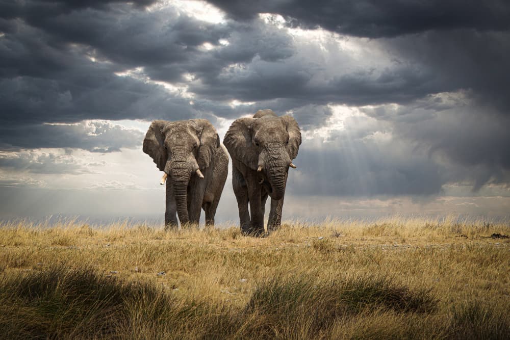 African Elephants Dramatic Sky by Christian Kurz — canvas wall art