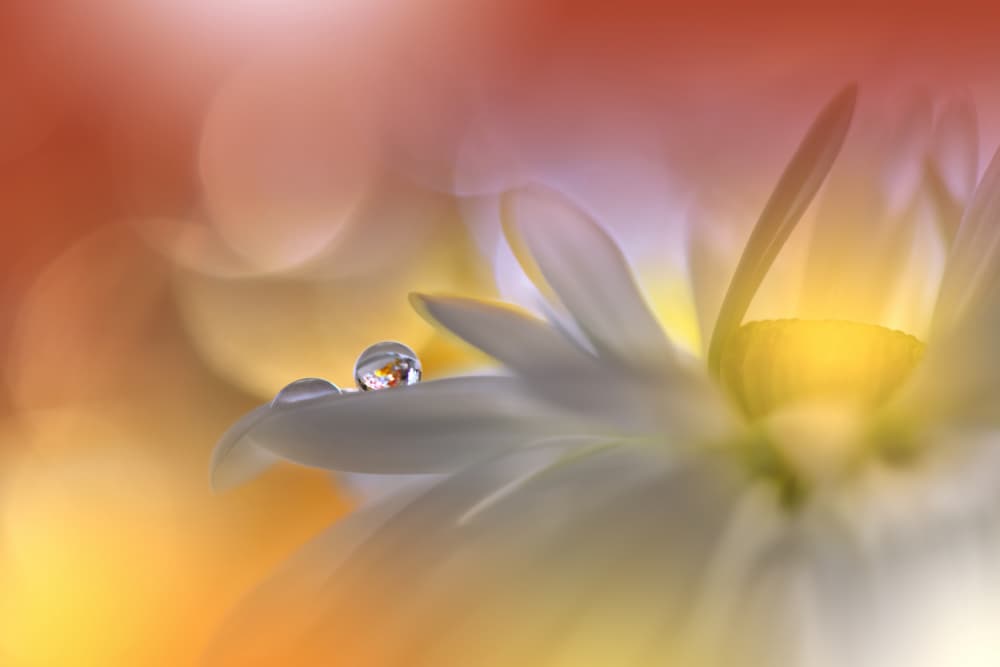 Water Droplets on Daisy by Juliana Nan — canvas wall art