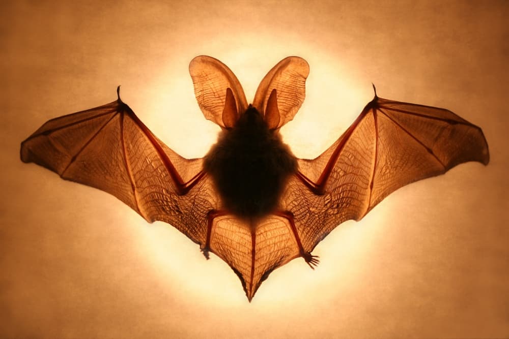 Glowing Bat Wings by Jimmy Hoffman — canvas wall art