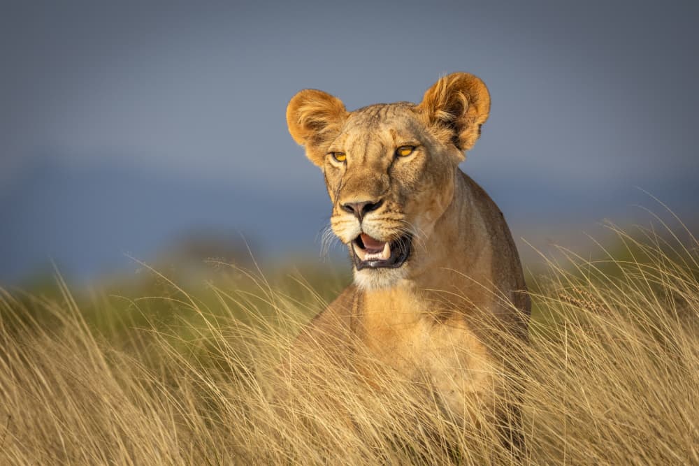 Golden Hour Lioness by Mark Strom — canvas wall art