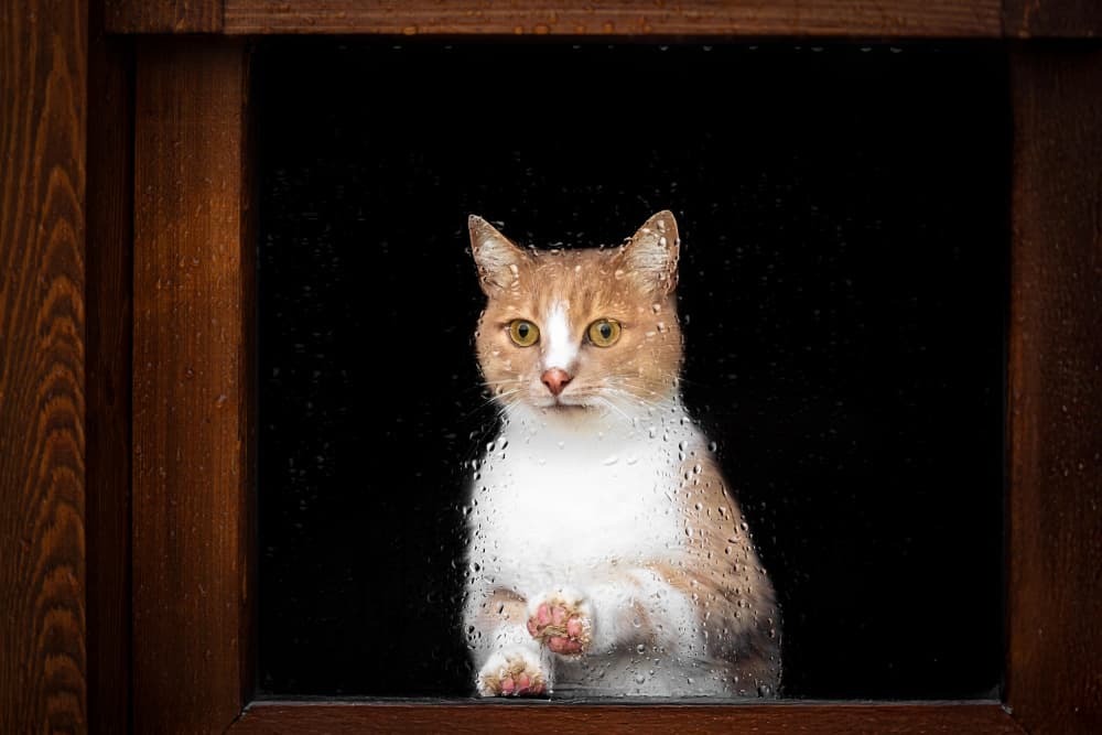 Cat at Wet Window by Mustafa Sahin — canvas wall art