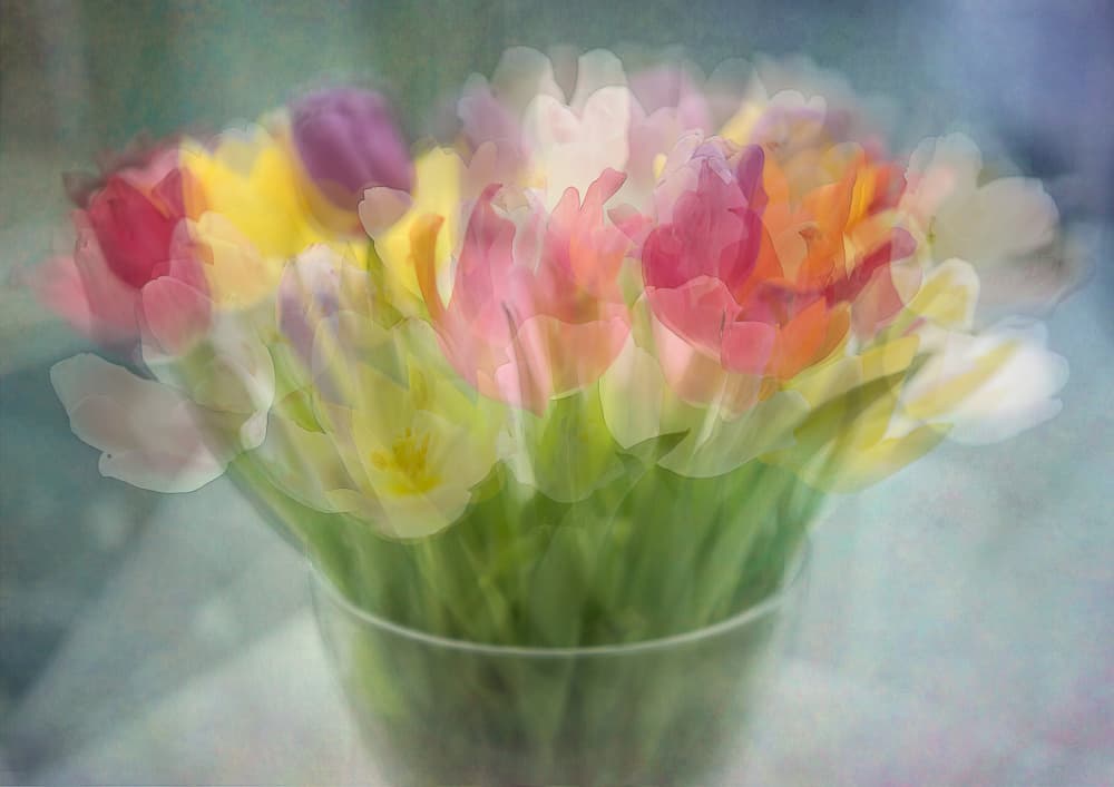 Dreamy Spring Tulips by Katarina Holmström — canvas wall art