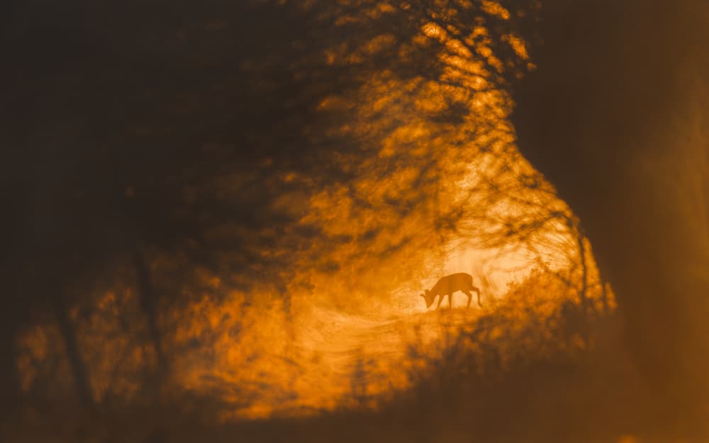 Golden Deer Silhouette by Damian Stopczynski — canvas wall art