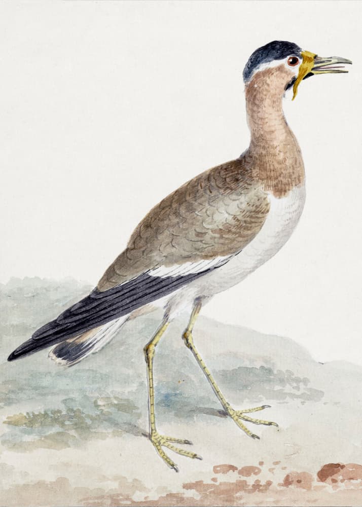 A Yellow Wattled Lapwing by Aert Schouman — canvas wall art