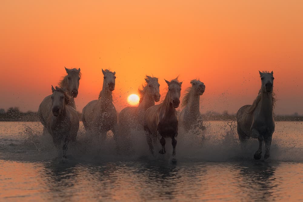Wild Horses Golden Sunset by Rostovskiy Anton — canvas wall art