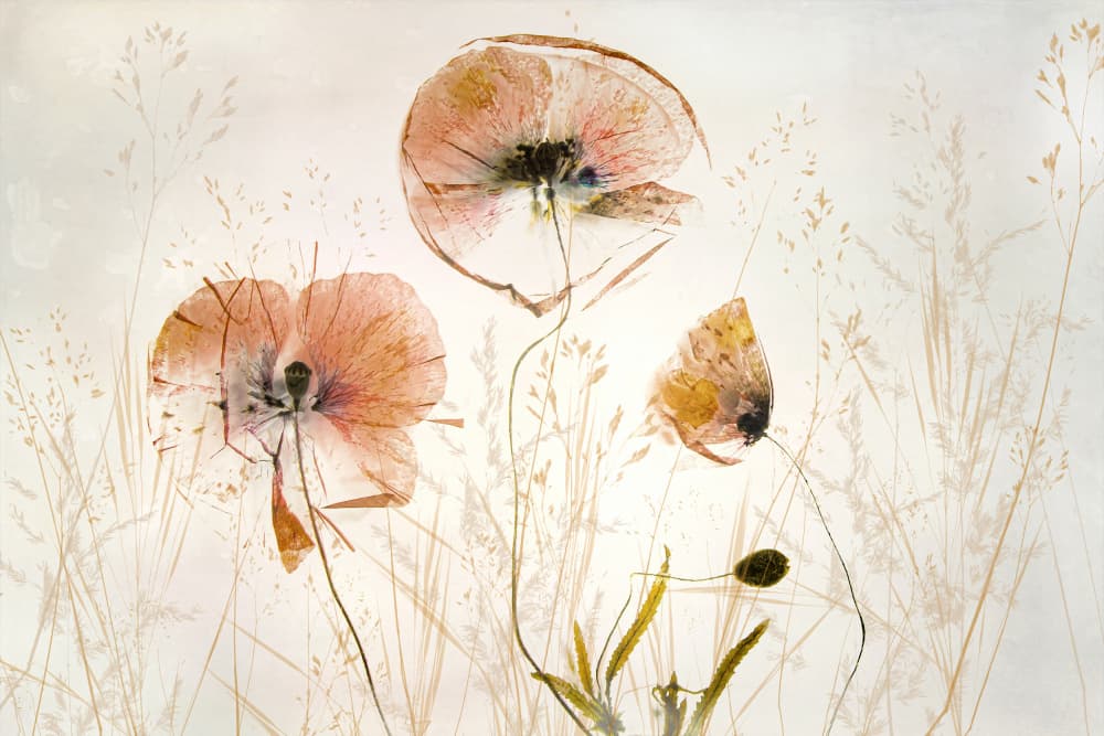 Light and soft by Nel Talen — canvas wall art
