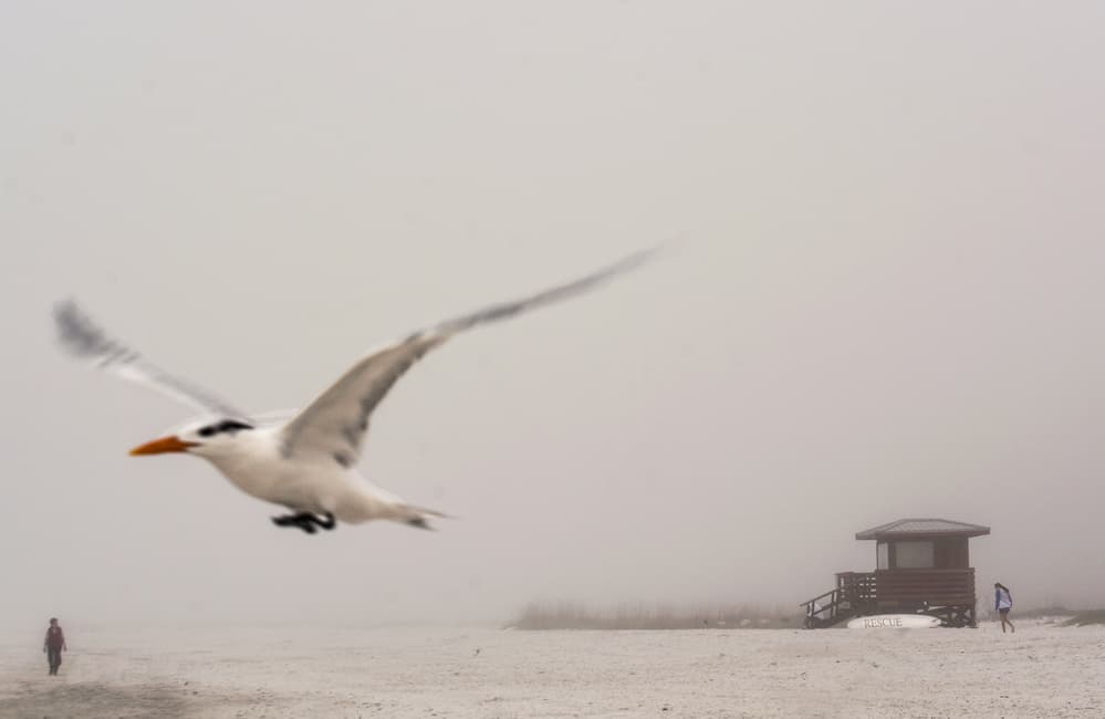 Misty Beach Bird Flight by Jane Lyons — canvas wall art