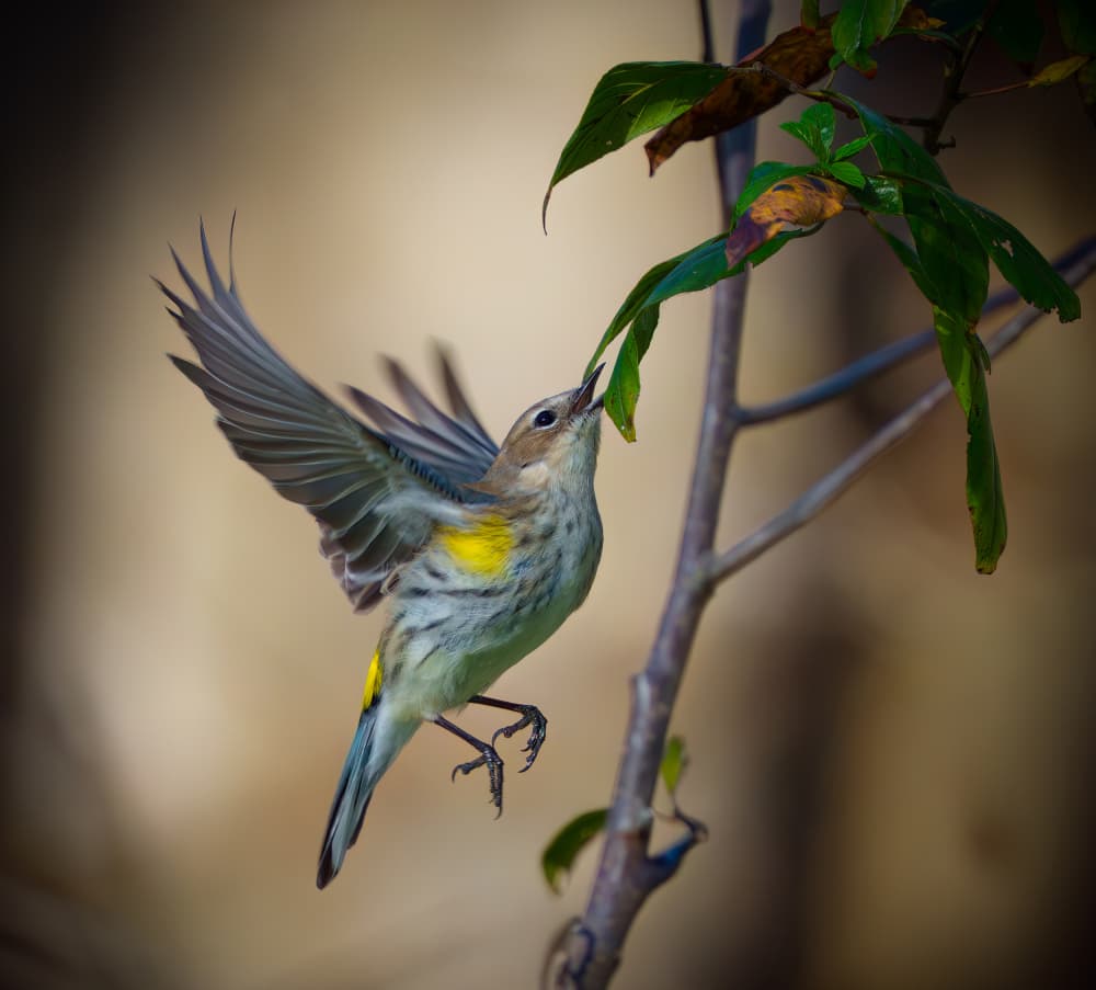 Yellow Warbler in Flight by Mike He — canvas wall art