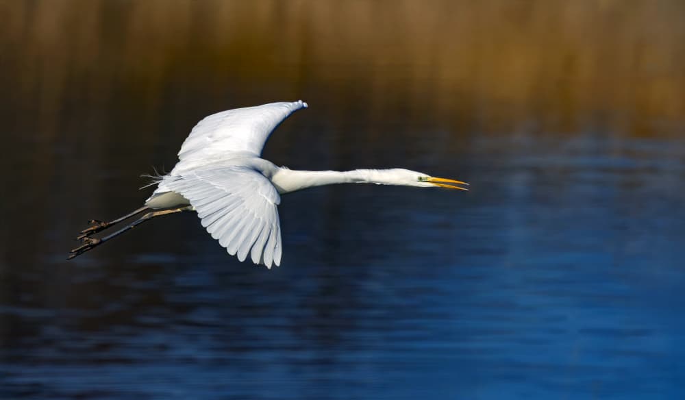 Graceful Egret Flight by Zhecho Planinski — canvas wall art
