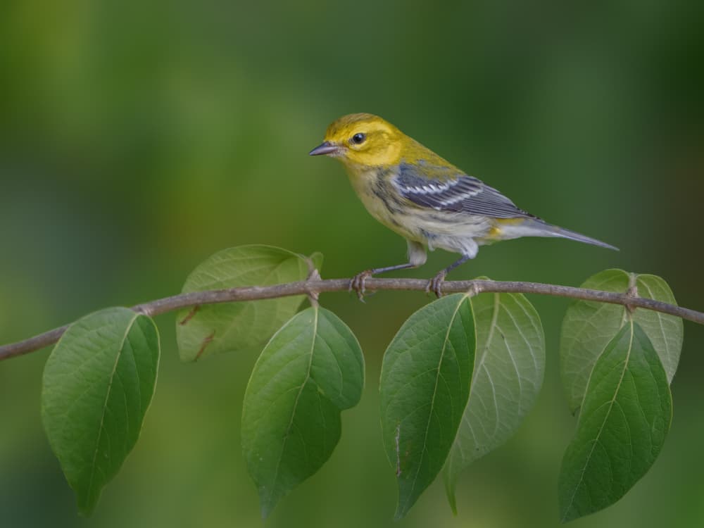 Vibrant Pine Warbler by Jacob (Jian) Xu — canvas wall art