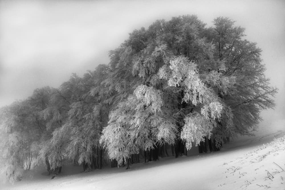 Snowy Winter Woods by Aleš Klabus — canvas wall art