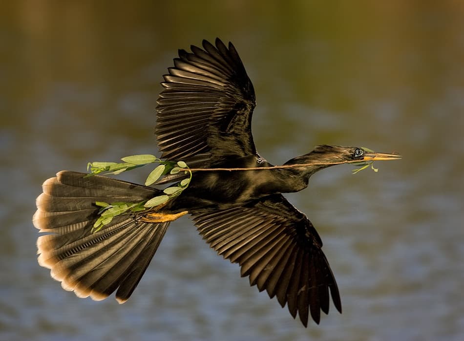 Anhinga In Flight by Alfred Forns — canvas wall art