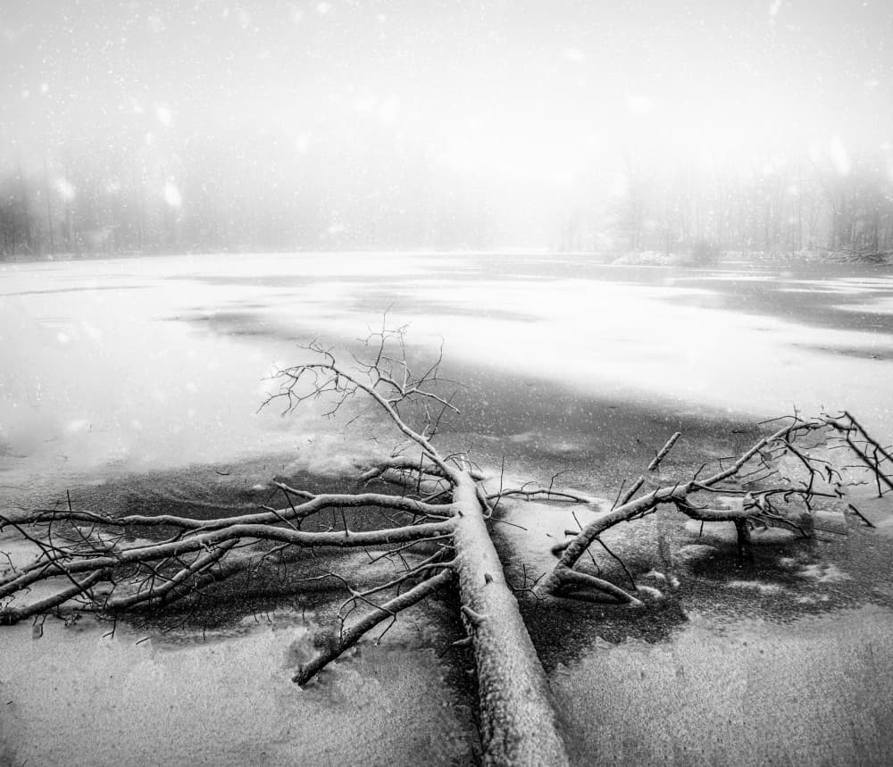 Fallen Tree Winter Lake by John-Mei Zhong — canvas wall art