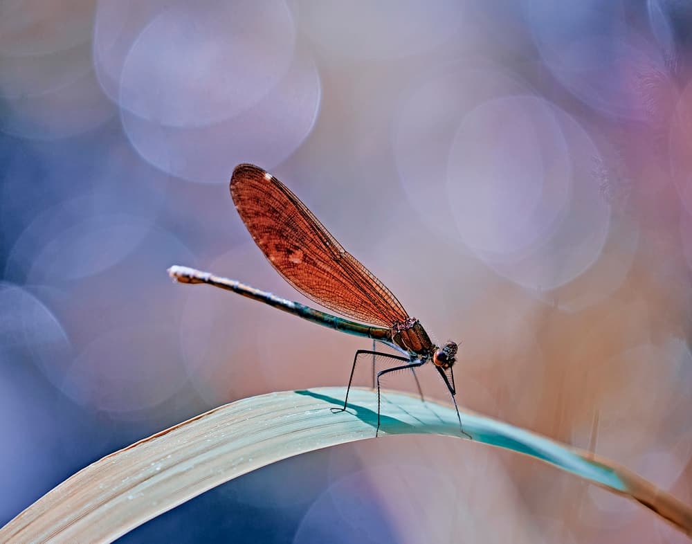 Red-Winged Damselfly Bokeh by Stuart Williams — canvas wall art