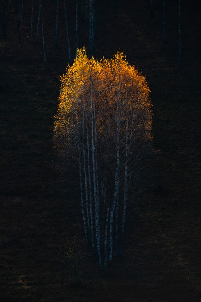 Golden Birch Glow by Ovidiu Satmari — canvas wall art