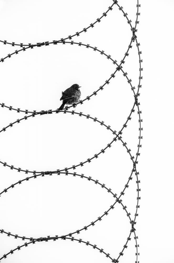 Bird on Razor Wire by Ibrahim Canakci — canvas wall art