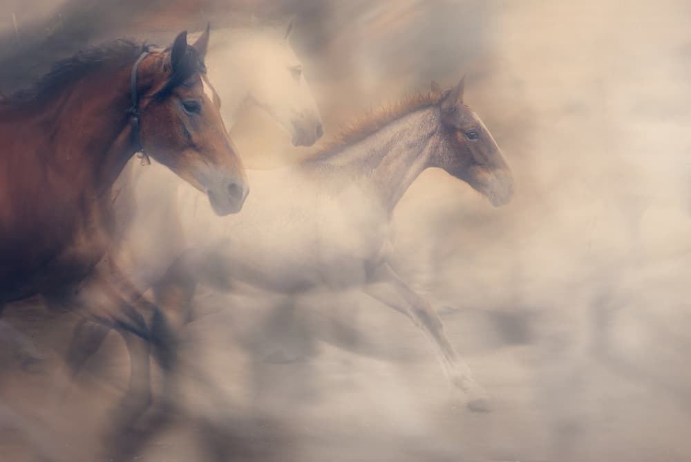 Running Horses Dream by Adela  Lia Rusu — canvas wall art