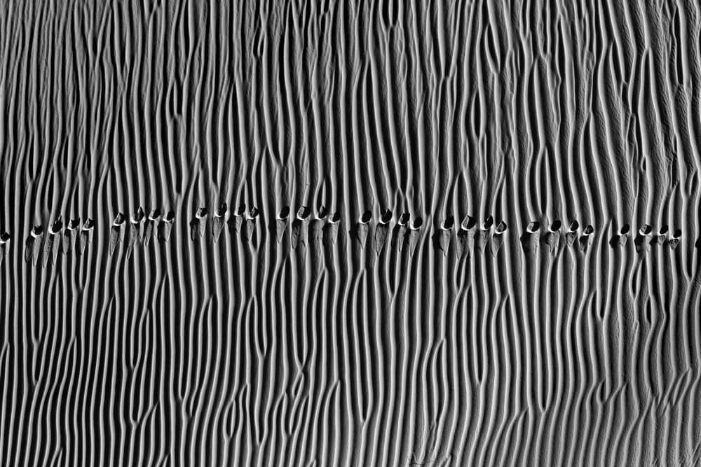 Desert Ripple Patterns by Mohammadreza Momeni — canvas wall art