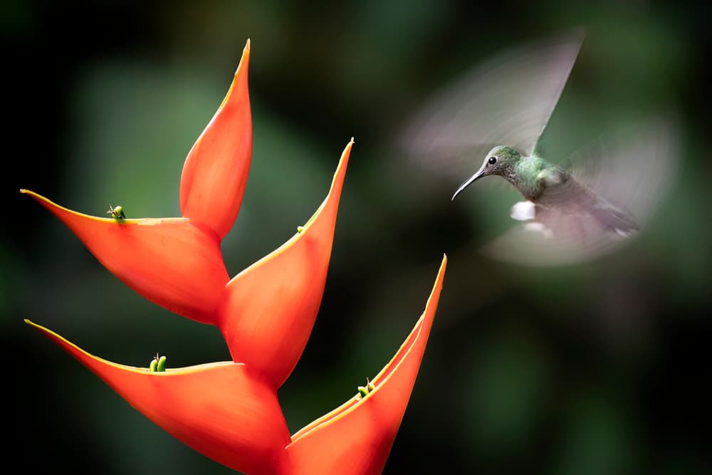 Hummingbird Nectar Dive by Renee Doyle — canvas wall art