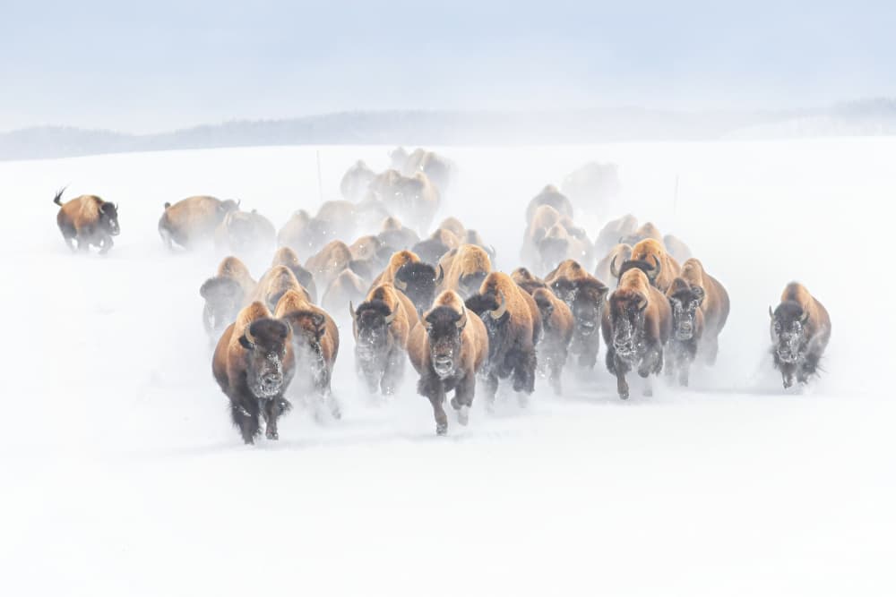 Bison Charging Through Snow by Rob Li — canvas wall art