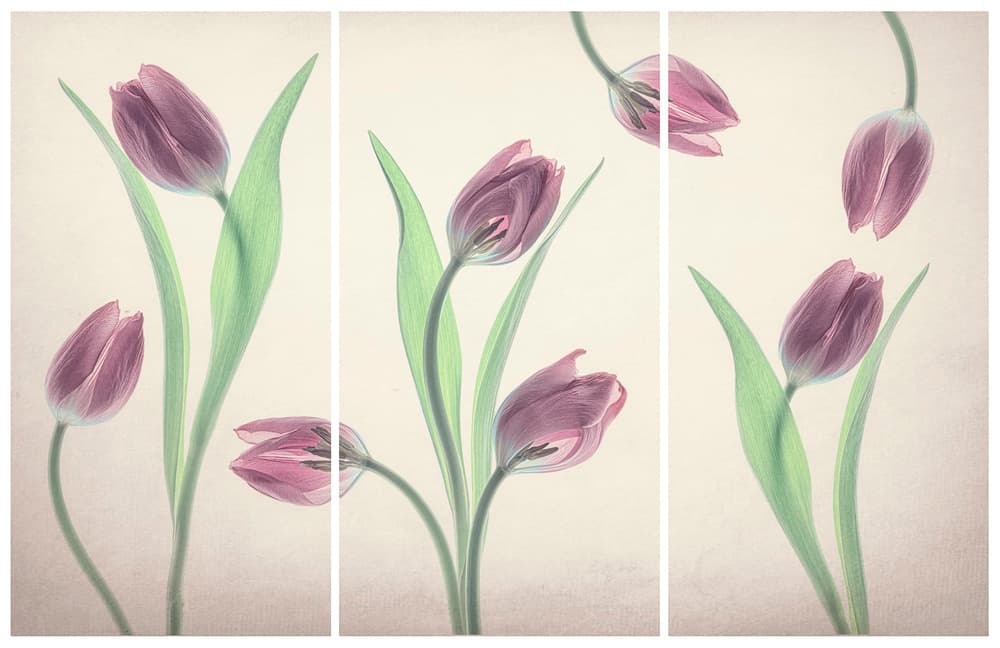 Delicate Translucent Tulips by Lydia Jacobs — canvas wall art