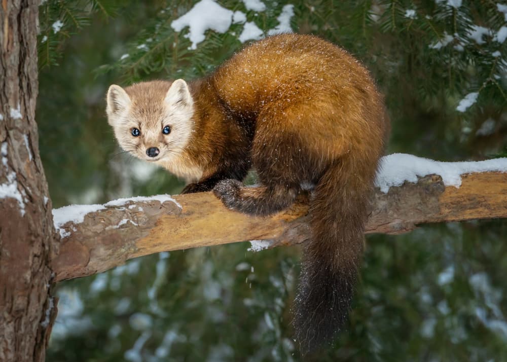 Curious Pine Marten by Jennifer Chen APA — canvas wall art