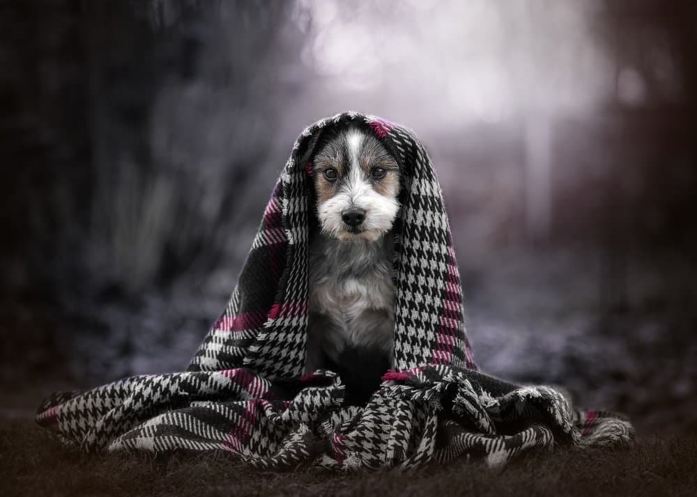 Cozy Puppy Portrait by Christiane Heggemann — canvas wall art