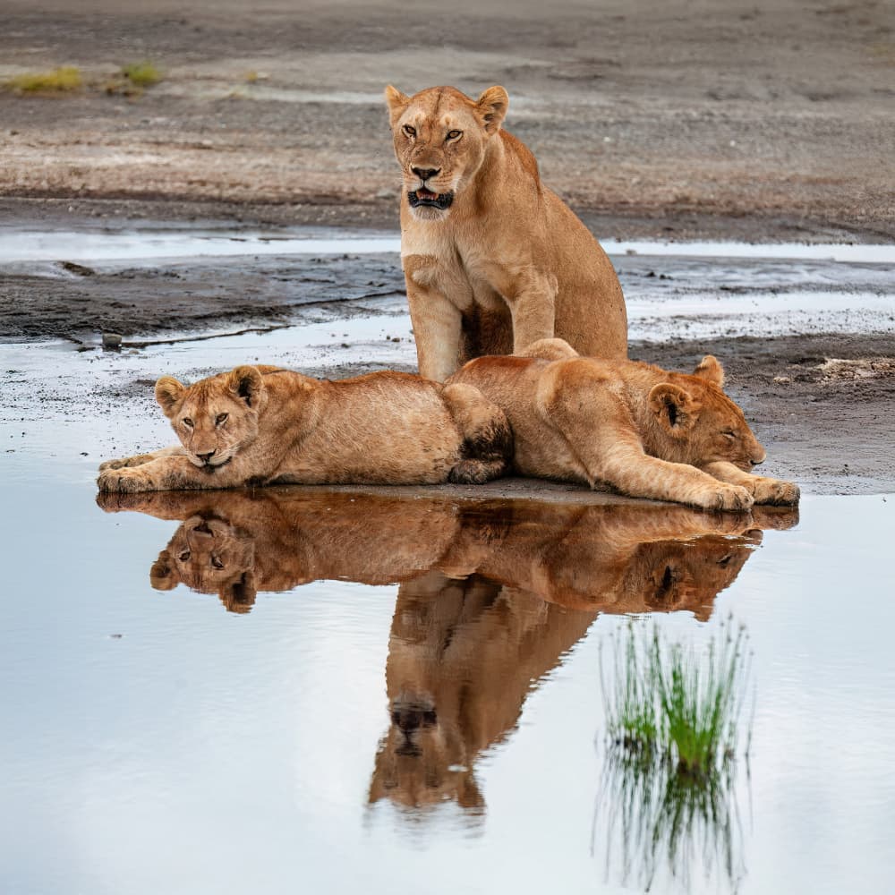 Lioness and Cub Reflections by Massimo Felici — canvas wall art