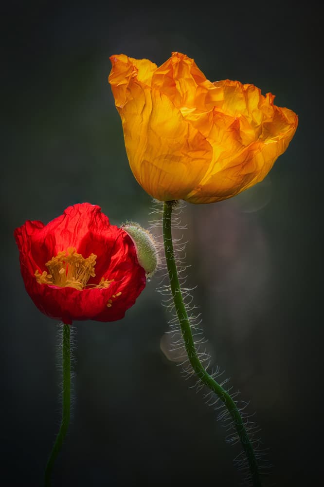 Yellow and Red Poppies by Ben.C.L — canvas wall art
