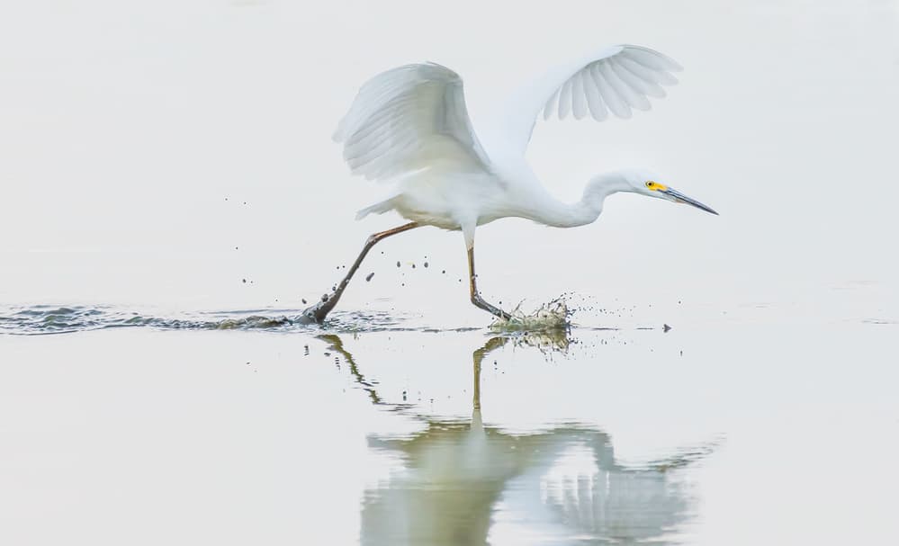 Egret Water Run by Xiaobing Tian — canvas wall art