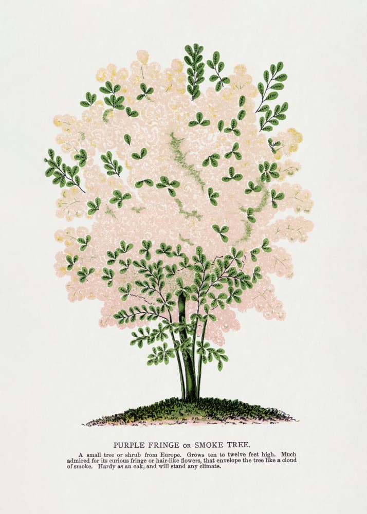 Purple Fringe Tree Lithograph by Botanical Specimen Rochester Lithographing — canvas wall art