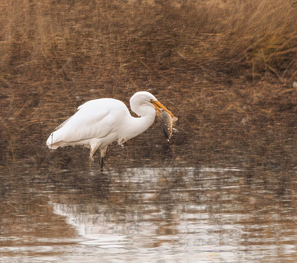 Graceful Egret Fishing by Sunil Kulkarni — canvas wall art