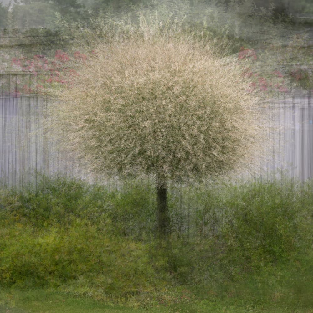 Dreamy Garden Tree by Katarina Holmström — canvas wall art