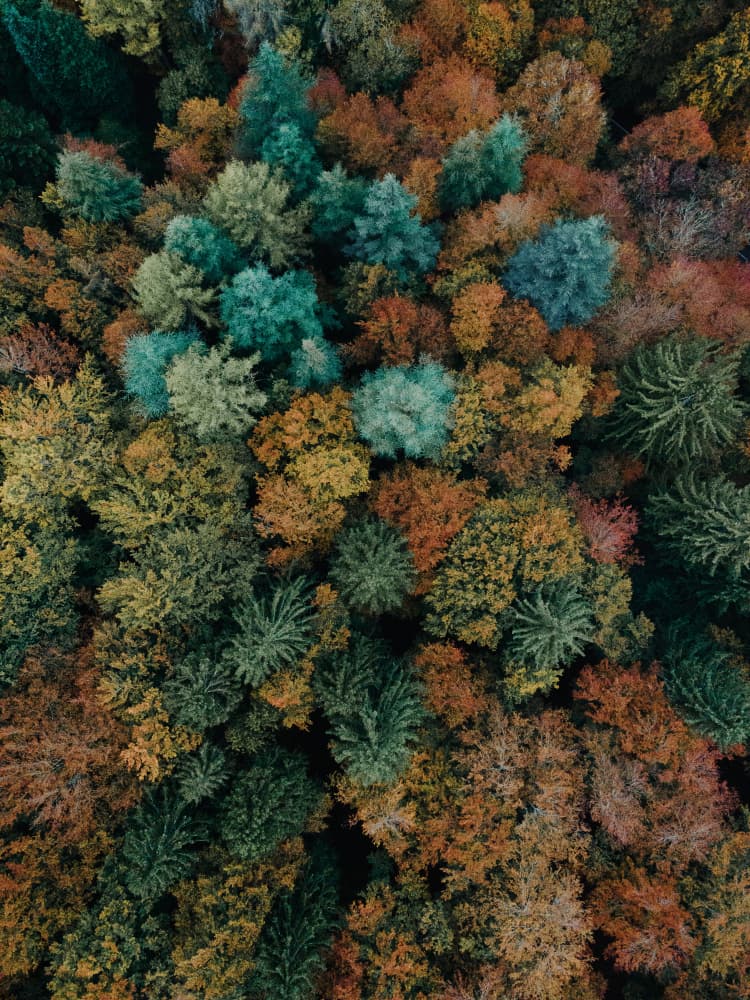 Vibrant Autumn Forest by Javier Pardina — canvas wall art