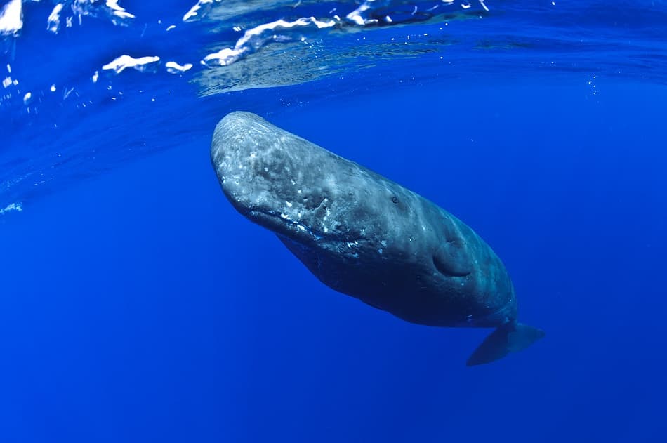 Sperm Whale Underwater by Alexander Safonov — canvas wall art