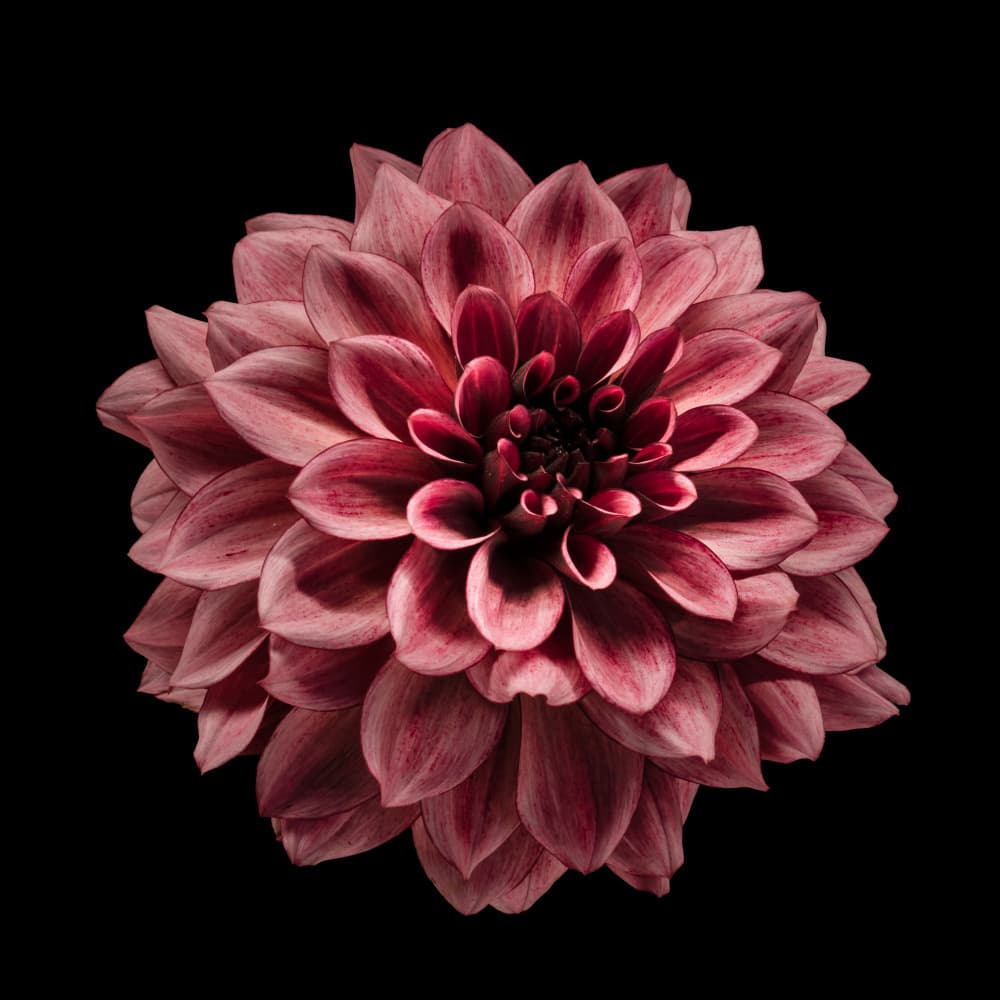 Rich Burgundy Dahlia by Fred Louwen — canvas wall art