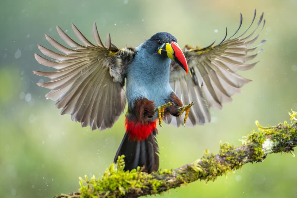 Colorful Toucan Landing by Lisandro PEREZ — canvas wall art
