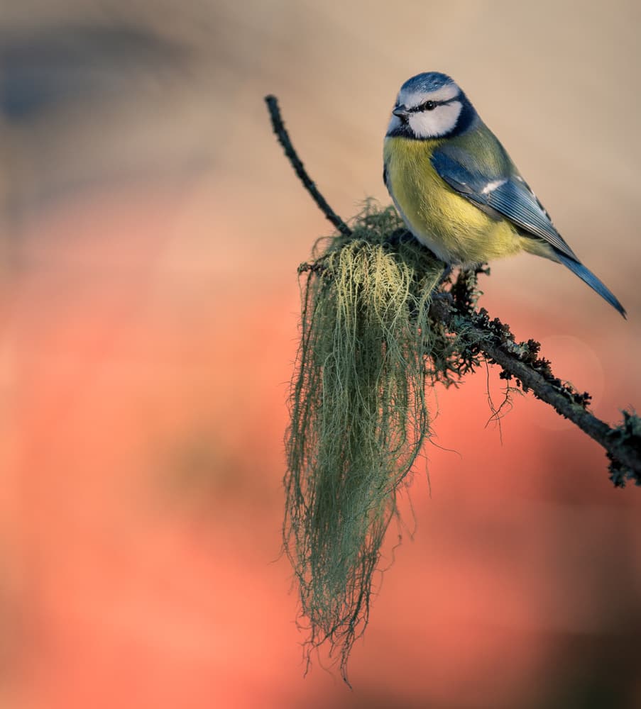 Blue Tit Warm Glow by Svein Ove Linde — canvas wall art