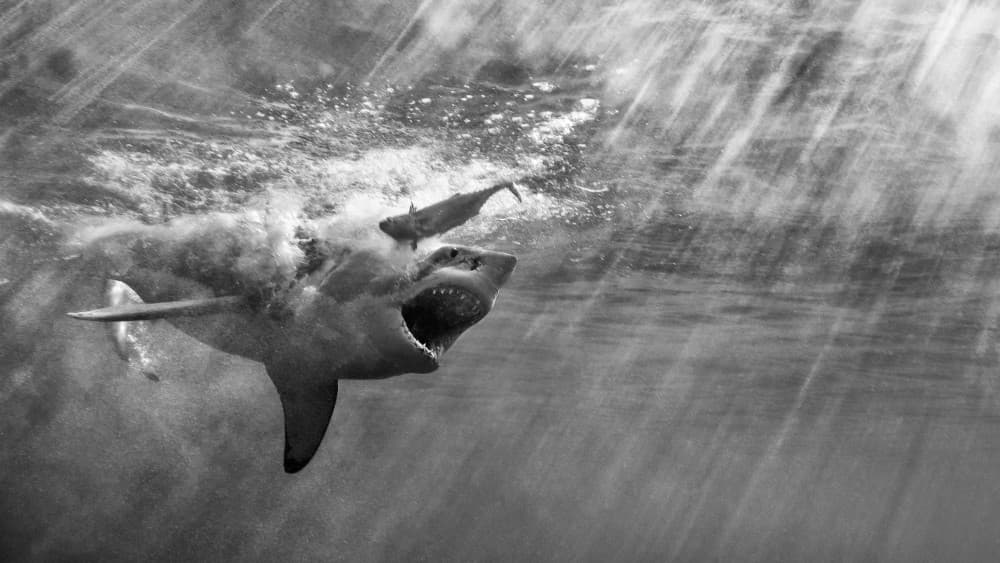 Majestic Great White by Marcel Rebro — canvas wall art
