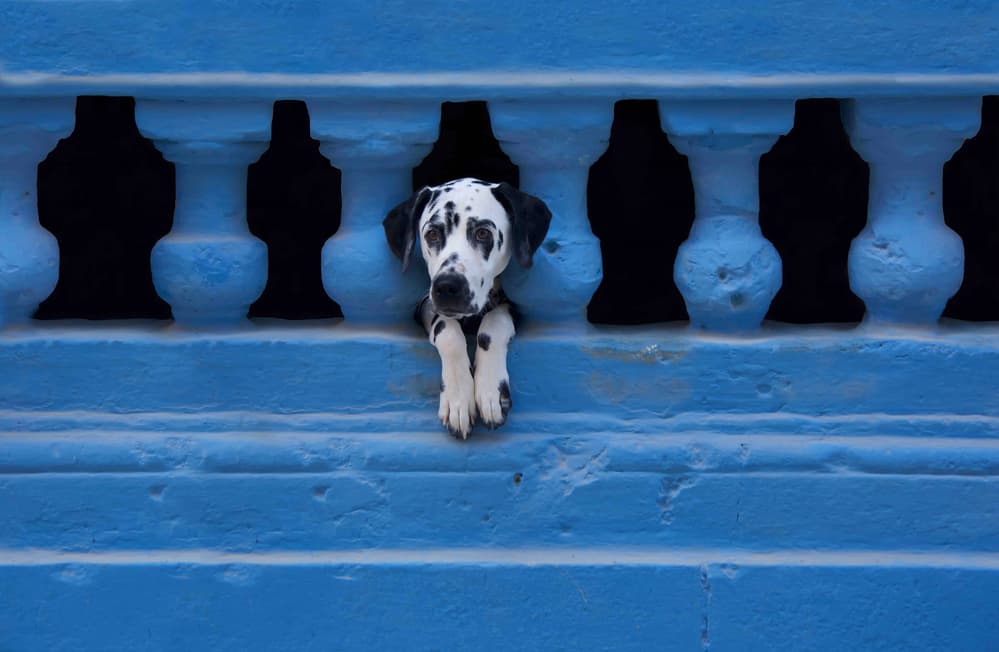 Curious Dalmatian Peeking by Roxana Labagnara — canvas wall art