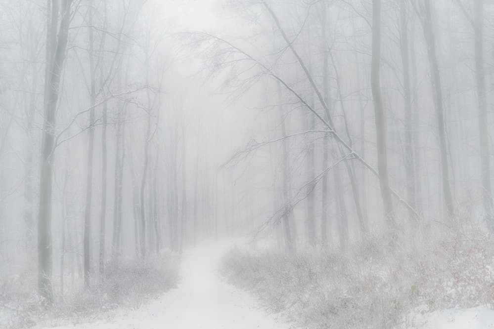 Misty Winter Forest Path by Peter Svoboda MQEP — canvas wall art